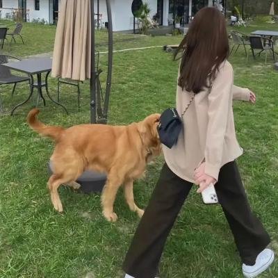 6号叩应女郎